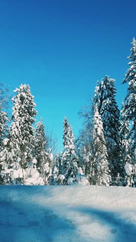 A trip along the winter road past the fir forest. View of the snow-covered trees from the window of a moving car. The reflection of the winter forest in the side view mirror. Trees covered with snow. 