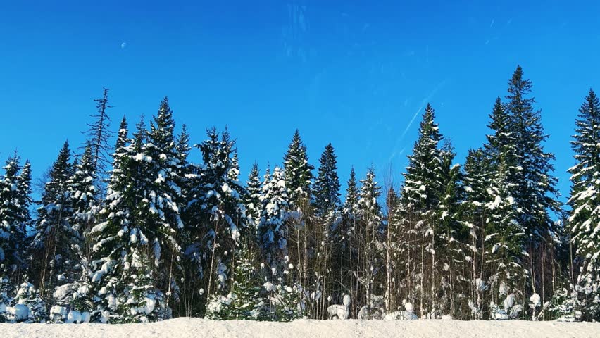 A trip along the winter road past the fir forest. View of the snow-covered trees from the window of a moving car. The reflection of the winter forest in the side view mirror. Trees covered with snow. 