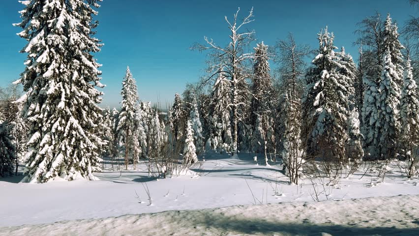 A trip along the winter road past the fir forest. View of the snow-covered trees from the window of a moving car. The reflection of the winter forest in the side view mirror. Trees covered with snow. 