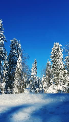 A trip along the winter road past the fir forest. View of the snow-covered trees from the window of a moving car. The reflection of the winter forest in the side view mirror. Trees covered with snow. 