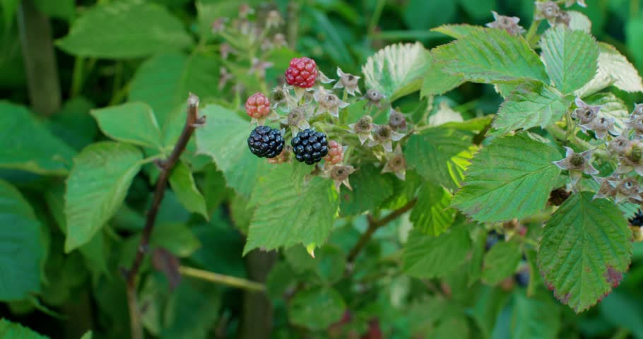 Blackberries ripen on a branch surrounded by vibrant green leaves. The scene captures the essence of nature, showing the growth and freshness of delicious blackberries.