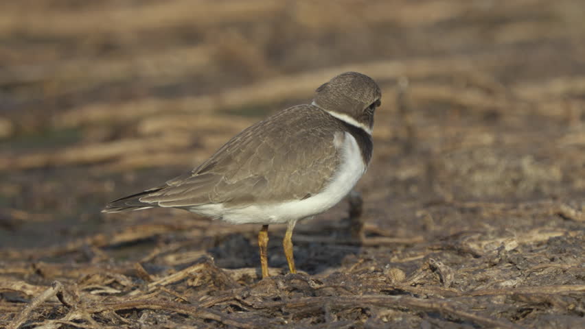 Common Ringed Plover (Charadrius hiaticula). Young bird. Close up. Wildlife. Slow motion.