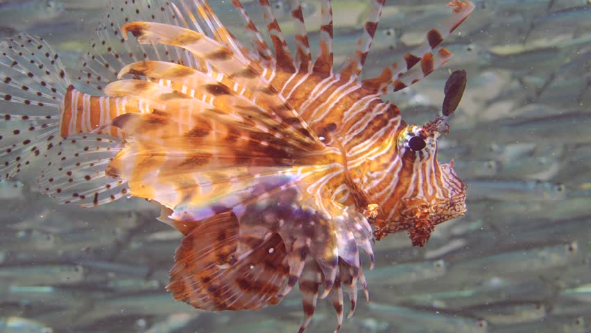 Red Lionfish or Common Lionfish (Pterois volitans) hunting floats inside a large school of Silversides Atherina fish (Atherinomorus forskalii) on sunny day in bright sunrays, Close up, Slow motion