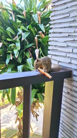 The plantain squirrel, oriental squirrel or tricoloured squirrel is enjoying its food