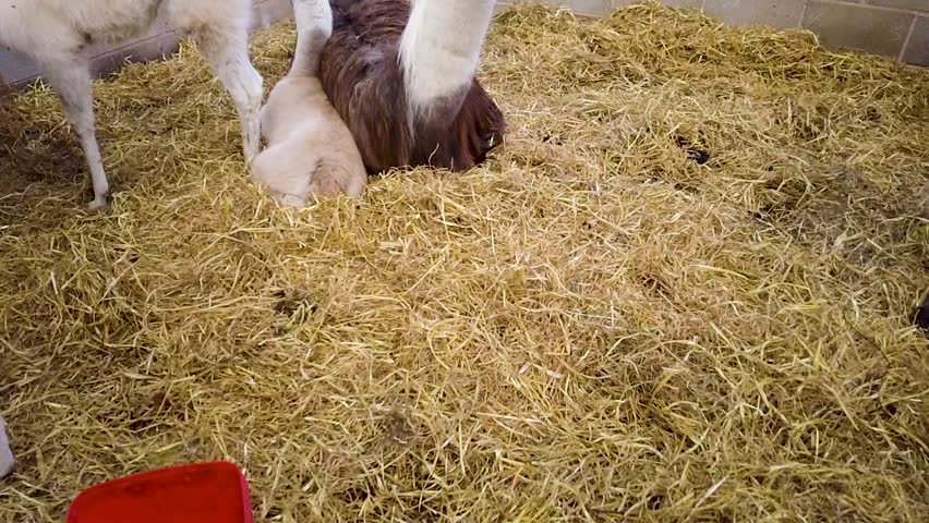 Lama - alpacas on a farm