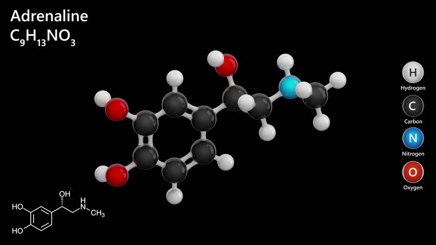 Epinephrine or adrenaline. An animated 3D model of a human hormone molecule. Molecular formula: C9H13NO3. Chemical model: Ball and Stick. Black background. 3D rendering. Seamless loop
