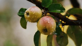 Two fresh apples hang from a tree branch, glistening with raindrops after a recent shower. The water droplets enhance the apples’ vibrant color, highlighting their natural freshness and the beauty of  - Powered by Shutterstock - Get 15% off with code: PIKWIZARD15