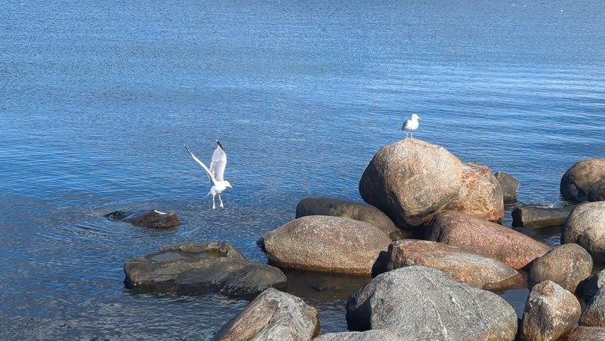 seagull on a rock in the sea