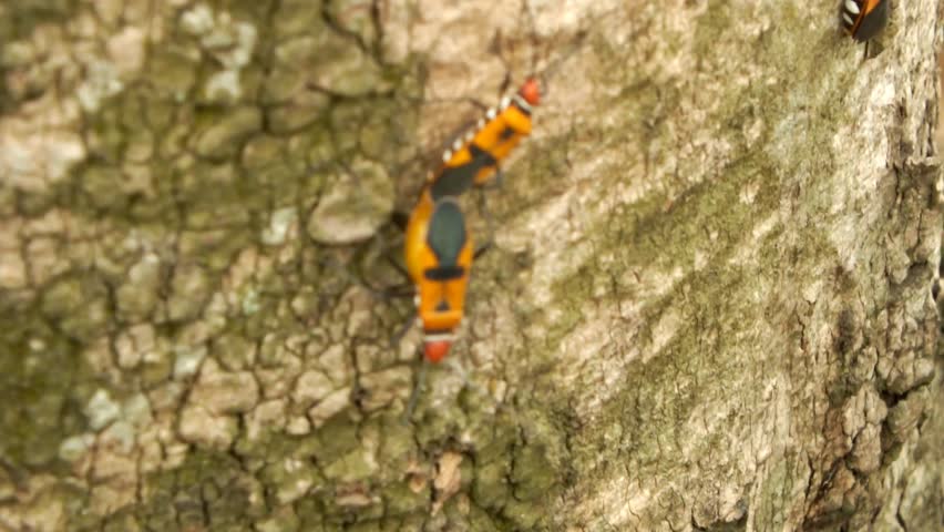 a pair of a red cotton stainer bug or Dysdercus cingulatus is doing a mating process at the garden. This bug is in the family of Pyrhocoridae and is a serious pest of cotton crops