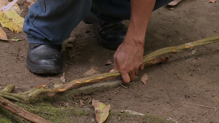 Making ayahuasca, ayawaska or yage. A shaman in Ecuador uses a machete to cut the stems of the liana Banisteriopsis caapi to the required length to prepare a traditional psychoactive drink.