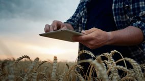 Closeup view of farmer hands with modern digital tablet in agricultural fields. Modern technology in agro industrial sector, farming and growing cereals, agro-engineering for extending agribusiness - Powered by Shutterstock - Get 15% off with code: PIKWIZARD15