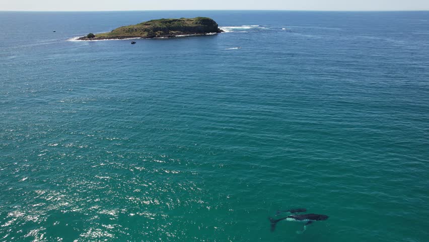 Humpback Whale Adult And Calf Swimming Off The Coast Of Cook Island In New South Wales, Australia. aerial orbiting shot