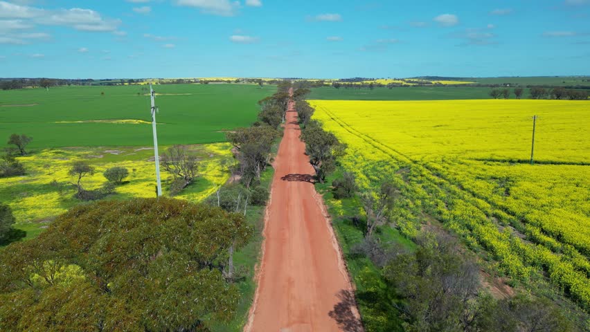 Orange Australian dirt road with green wheat and yellow canola fields in rural outback