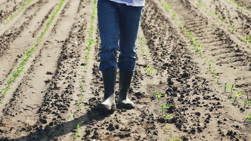 Farmer walks through agricultural field. Male guy entrepreneur walks along corn crops checks quality of harvest plans measures to care of soil plants watering fertilizing weeding pest disease control