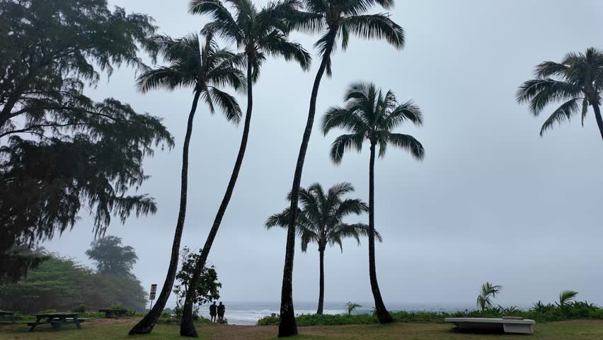 Palm trees at Haena Beach Park, Kauai US, on the North Shore of Kauai, Hawaii on a cloudy foggy day, popular snorkeling spot, Na Pali Coast