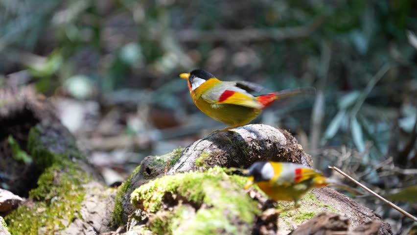 Silver-eared Mesia on stump birdwatching in the forest.