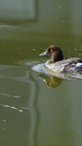 Aquatic Birds and Wildlife in Elk Island National Park, Canada, on an Autumn Morning (4K Vertical)