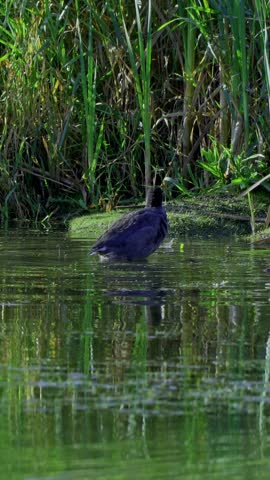 Aquatic Birds and Wildlife in Elk Island National Park, Canada, on an Autumn Morning (4K Vertical)
