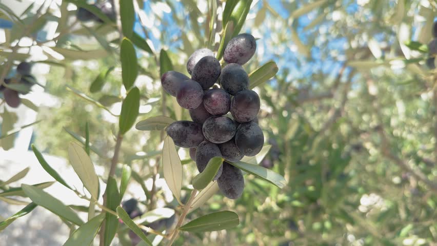 Close-up olive tree branch with big bunch of dark olives swaying in the wind, green olive leaves and blue sky on the background. Healthy eating concept, olive oil ad concept