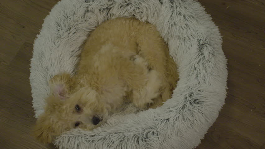 Fluffy Maltipoo dog falls asleep in a dog bed. Top down shot of a cute Maltipoo dog falling asleep in white fizzy dog bed.