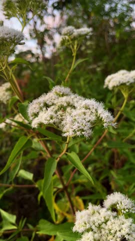 White flowers that look like snow bloom in the morning on the top of the hill
