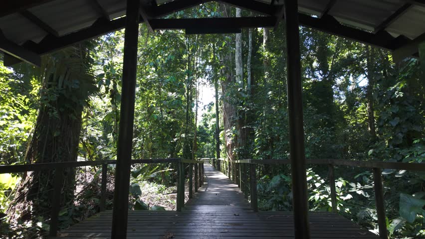 POV walking along elevated pathway surrounded by dense jungle greenery in Cahuita National Park,