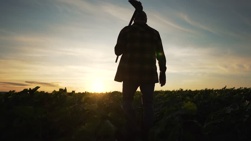 Farmer with hoe soybean field at sunset. Farmer cultivating crop with hoe. Scenic view farmer tending to soybean agriculture. Silhouette farmer working on crop. Agriculture in soybean field with hoe.