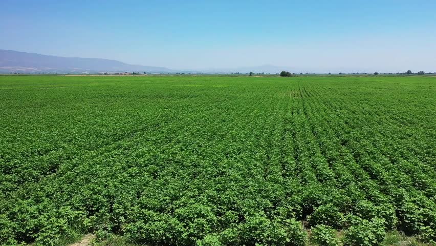 Cotton field - High quality aerial shot of cotton field with drone