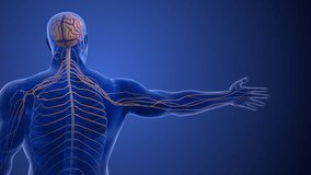 Cervical Spine Nerve Compression Causing Radiculopathy - Powered by Shutterstock - Get 15% off with code: PIKWIZARD15