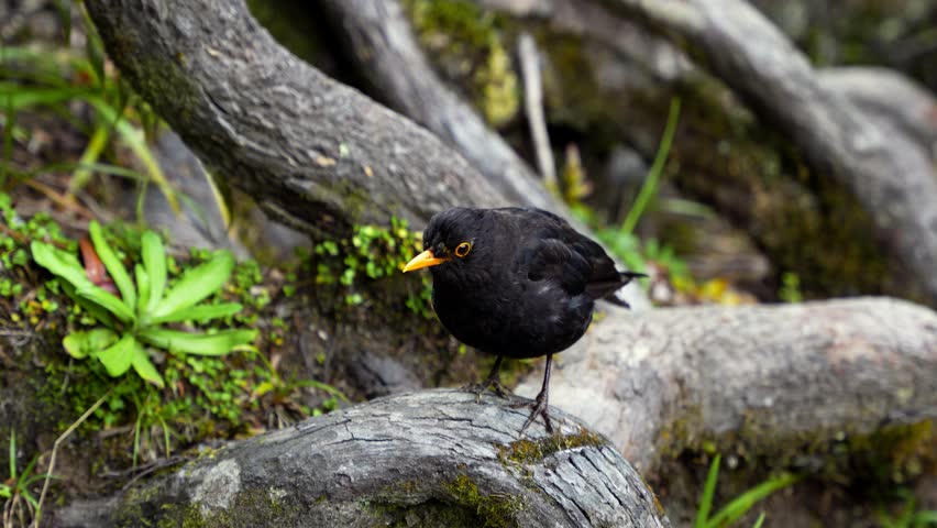 Close-up of a common blackbird sitting on the roots of a tree.