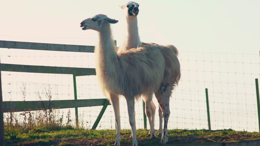 Alpacas graze and observe on a lush hilltop, standing peacefully amidst serene nature tranquil scene showcases gentle creatures in their natural environment embodying the beauty of pastoral life