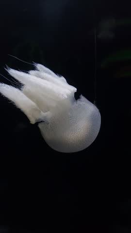 Jellyfish swim underwater in aquarium pool with neon light.