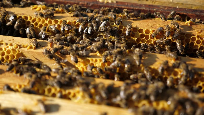 Bees process honeycombs filled with honey in their hive. A colony of insects in an apiary. Honeycombs, honey, and the way of life of bees - the concept of beekeeping - organic biodiversity.