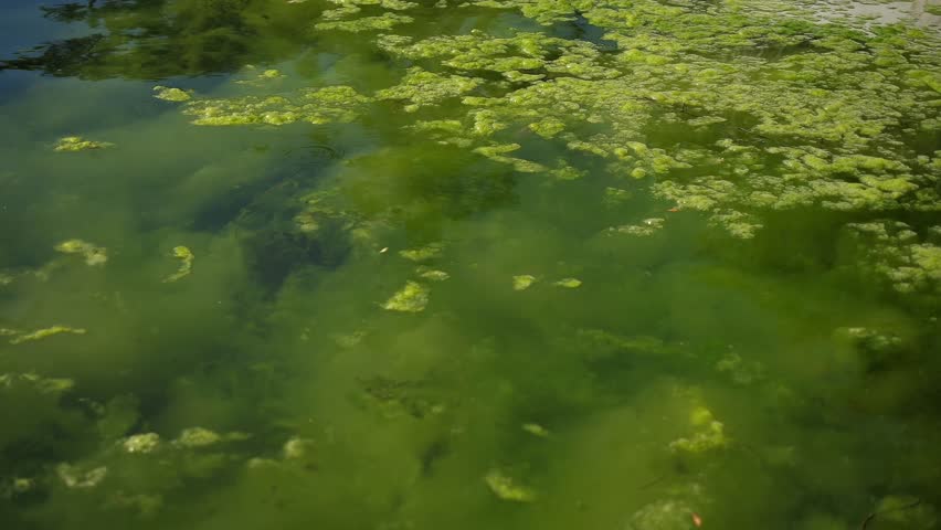 Water covered with green algae. Background of green algae blooming in the lake. Global environmental pollution. Green waters in a lake, river, bay, pond, pool.