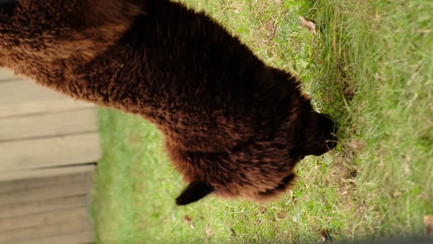 A close-up view of a brown alpaca grazing in a grassy area of its zoo enclosure. The scene emphasizes the natural habits and dietary needs of alpacas in captivity.