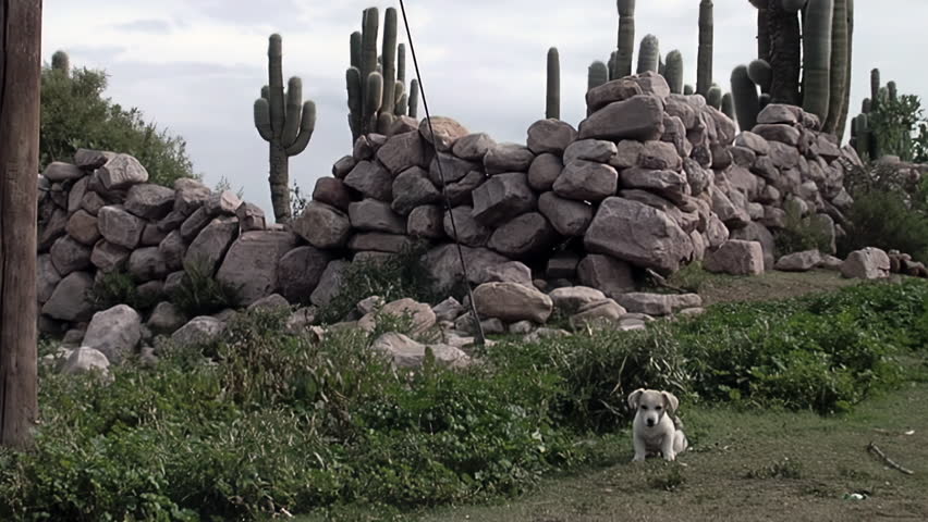 Dog Chewing Bone by Ancient Fortification Ruins in Tilcara, Jujuy Province, Argentina