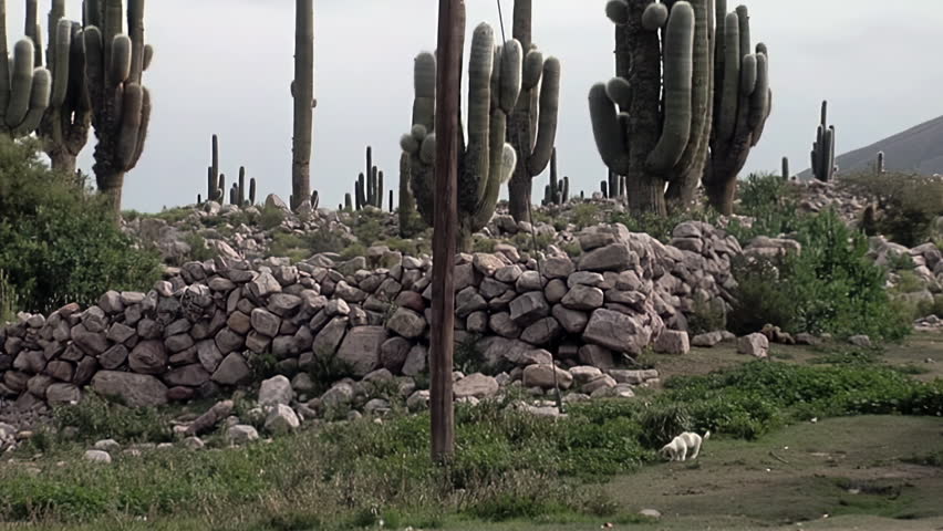 Stray Dog Chewing Bone by Ancient Fortification Ruins in Tilcara, Jujuy Province, Argentina
