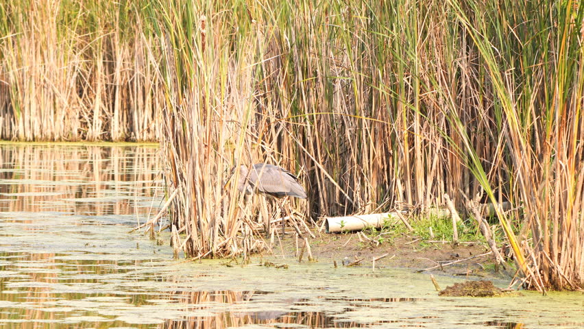 Great Blue Heron Hunting in Marsh