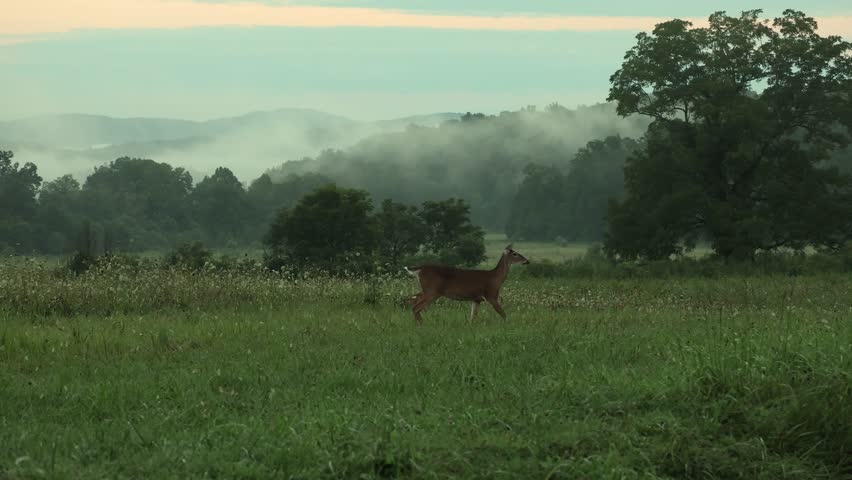 A deer in Great Smoky Mountains National Park