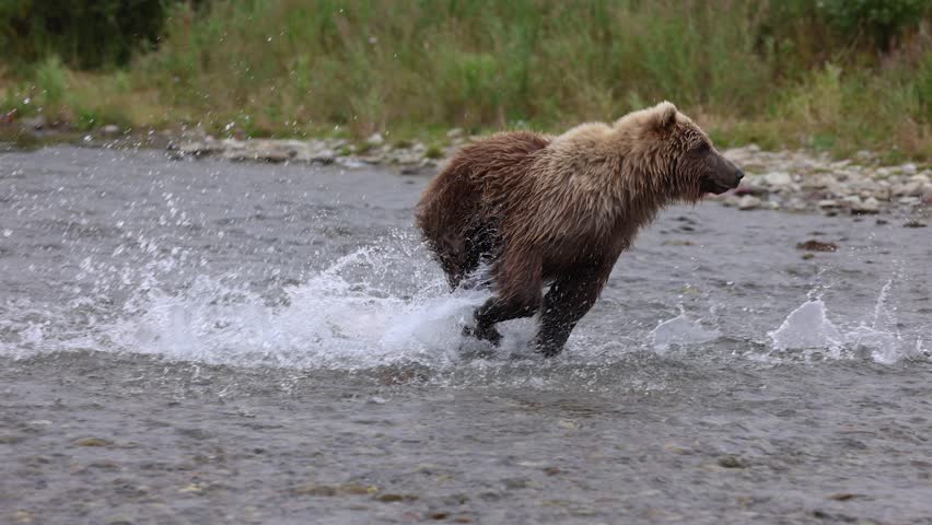A brown bear fishing for salmon