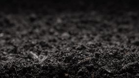 Growing plants in timelapse, Sprouts Germination, Seeds sprout through the soil, Newborn seeds, The birth of a new life in nature, Cutting a sprout through the ground - Powered by Shutterstock - Get 15% off with code: PIKWIZARD15