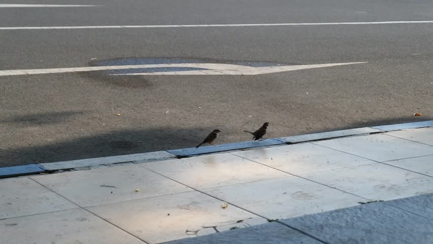 Two birds on the side of the road about to take flight.