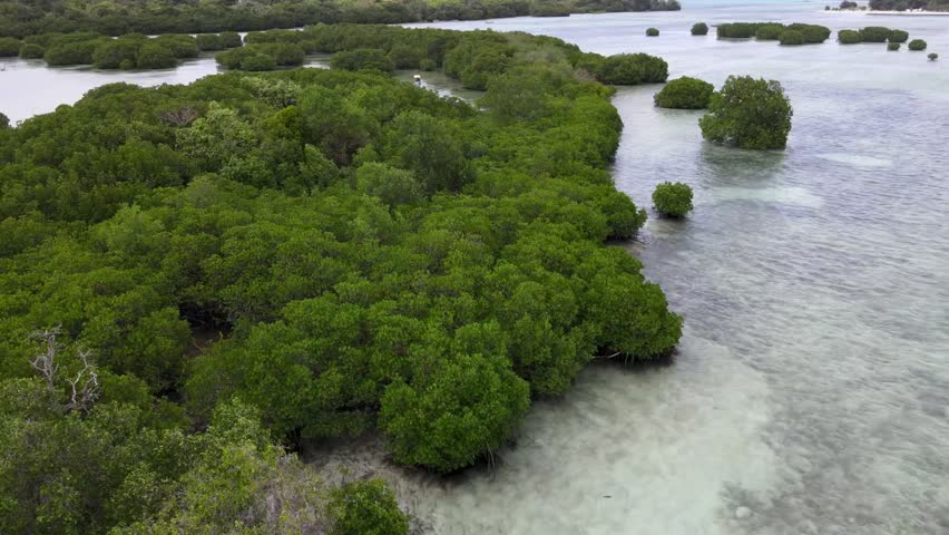 Mangrove forests as a protector of marine coastal ecosystems in tropical regions