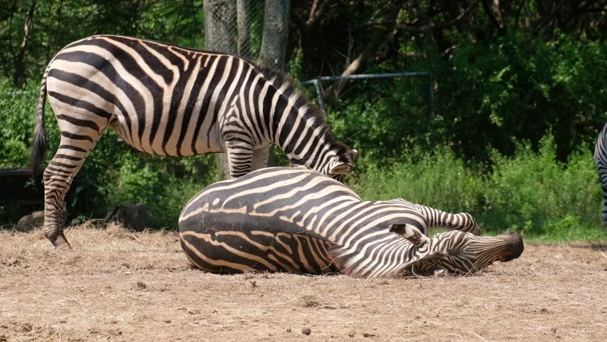 Footage of Zebras in wildlife conservation area. Zebra is species of African horse family unique with having black an white strippit coats.
