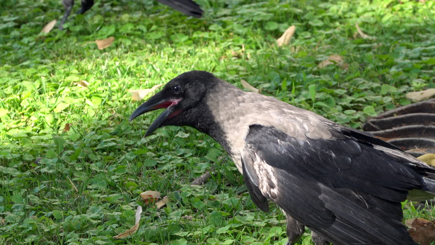 Close up of a black and grey crow moving on the grass in a park