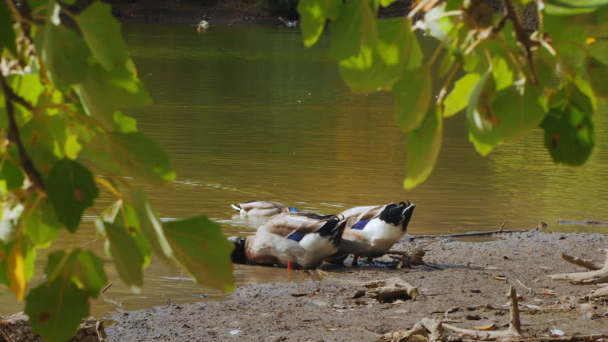 Two drakes intently search for food in the water while standing on the lake shore. Amazing scenes from the life of wild birds.