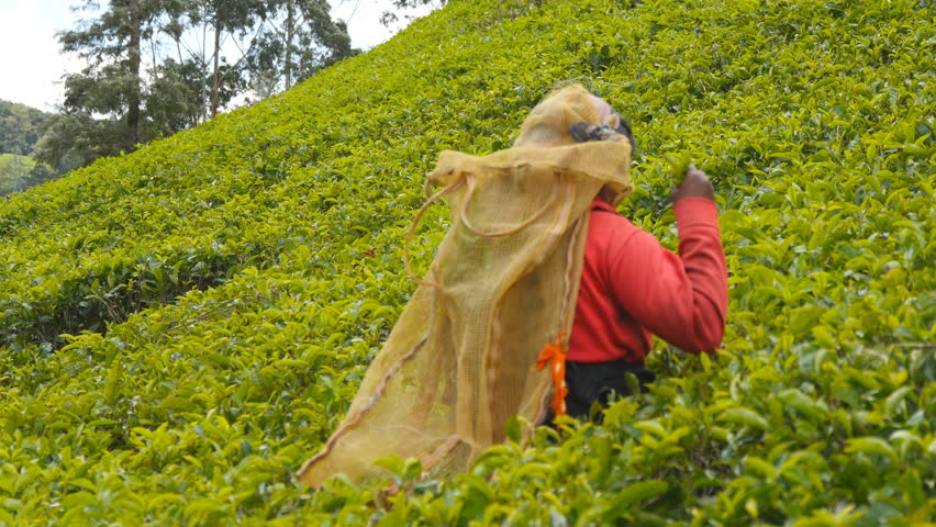 Rear back view of unrecognizable indian woman harvest tea at plantation in spring season. Local female worker picking fresh leaves from green bushes at highland. Beautiful landscape. Close up