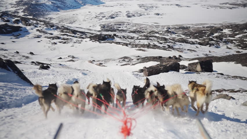 Back view of huskies pulling a sled downhill through a snow-covered terrain in Greenland, showcasing their strength and teamwork as they navigate the snowy landscape