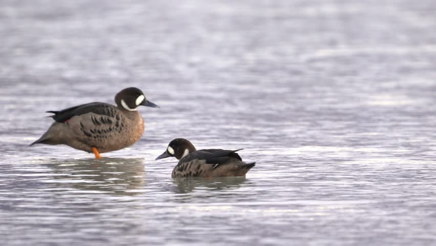 Two spectacled ducks wade and forage peacefully on a calm lake surface in serene daylight, Patagonia
