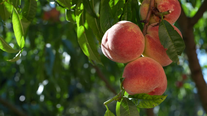 Fresh, ripe peaches on the tree in fruit summer garden, close up. Rich harvest of peaches. Ripe fruits on the peach tree in the orchard. Homegrown, organic peaches